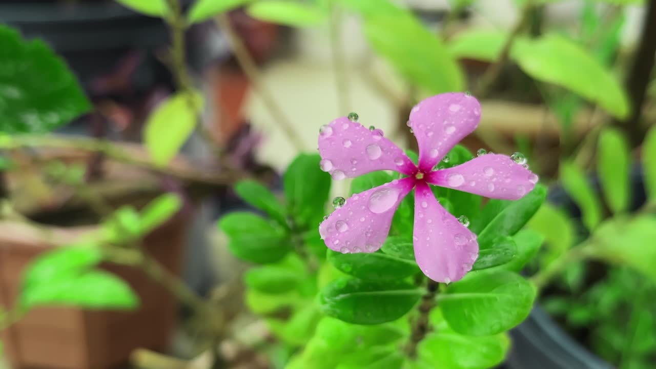 closeup of Vinca or Sadabahar adorned with tiny, clear liquid spheres, likely from rain or dew