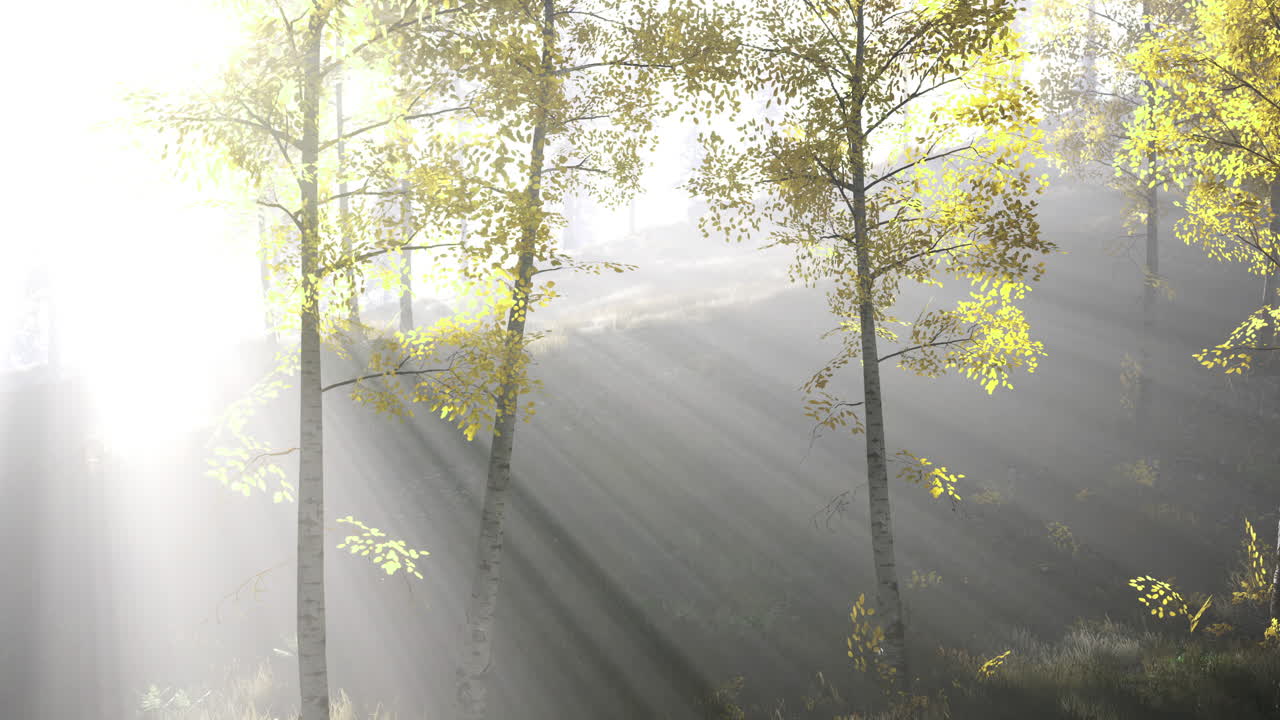 Sunlight filters through trees in a serene forest setting during the morning
