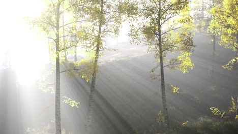 sunlight filters through trees in a serene forest setting during the morning