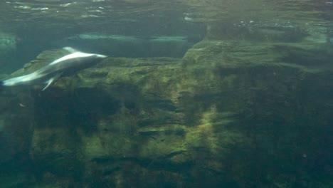 dolphin gliding through water in aquarium