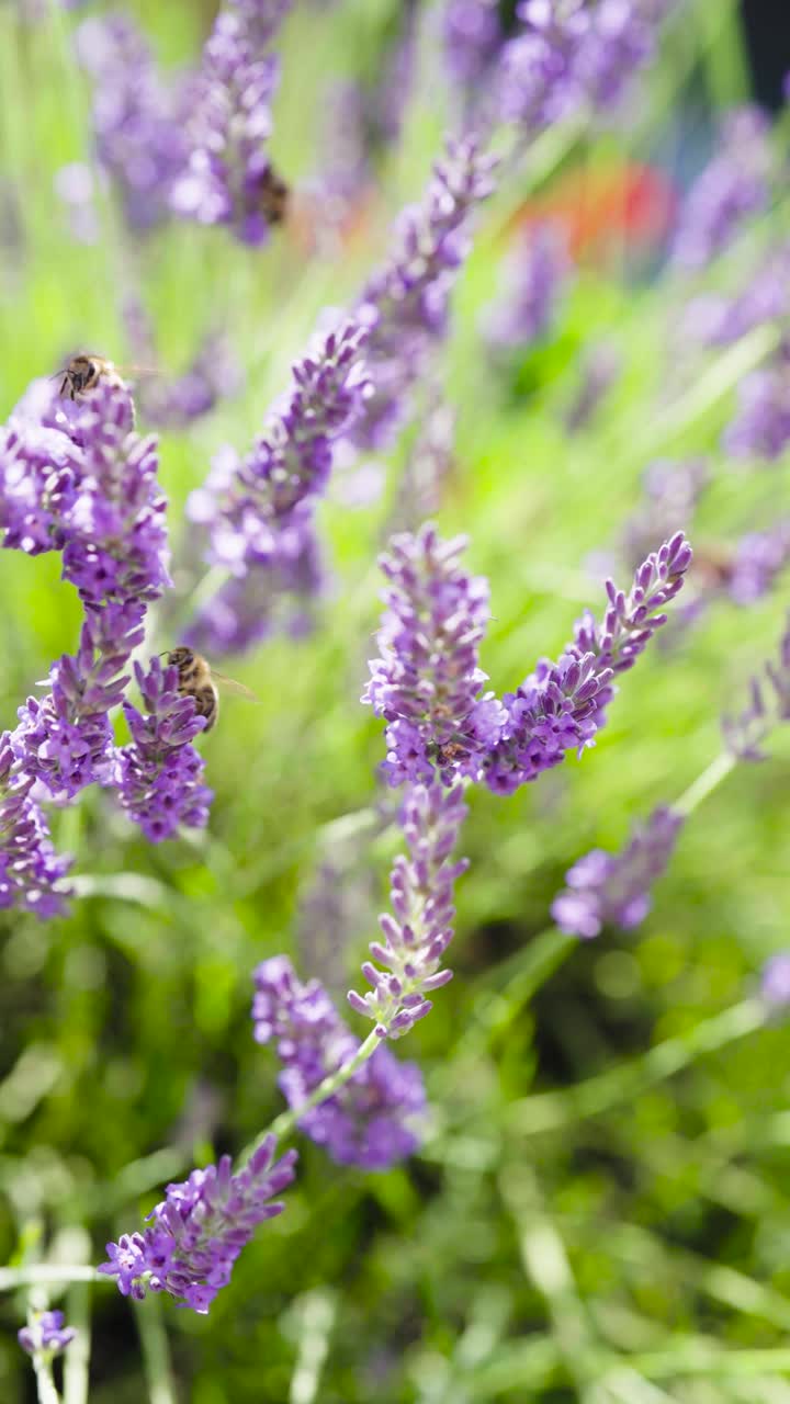 Verticale - pianta di lavanda che ondeggia con vento forte e api, Cechia