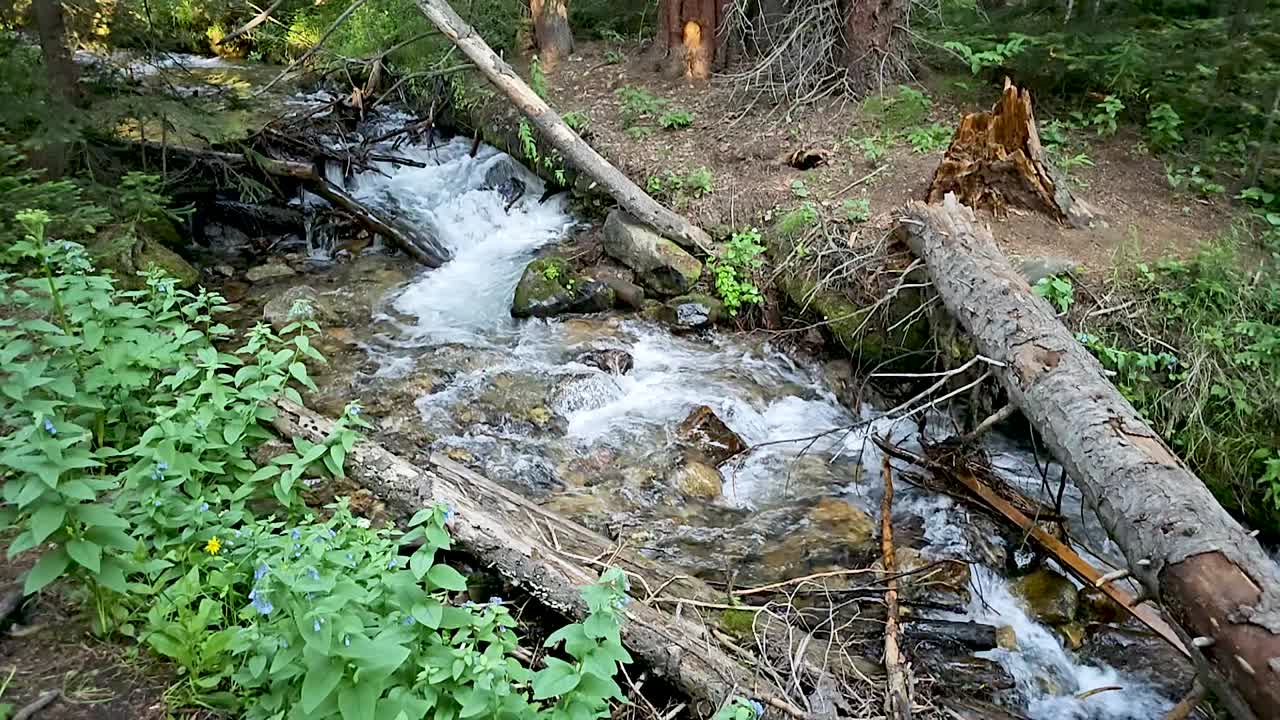 Slow motion footage of a creek in Breckenridge, Colorado. There are fallen logs and debris in the creek.