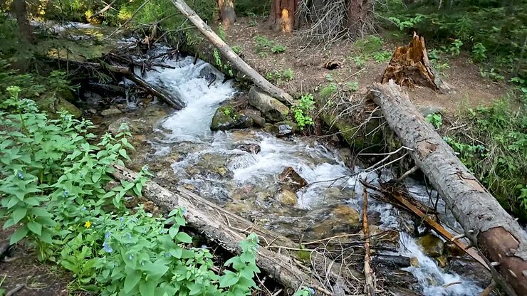 Slow motion footage of a creek in Breckenridge, Colorado. There are fallen logs and debris in the creek.