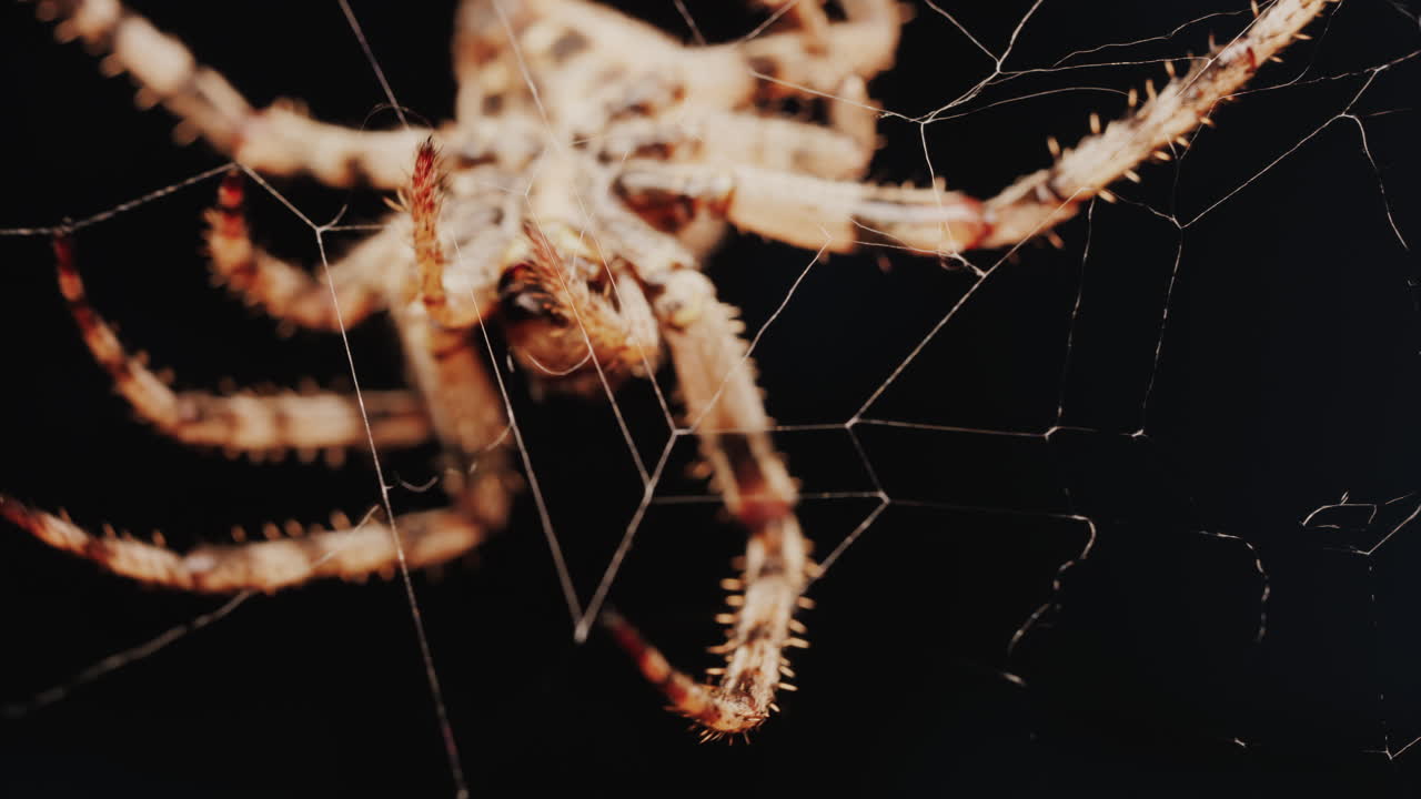 Close up of a spider sitting in its web, showing intricate details of its body and fine silk threads