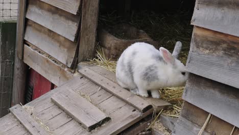 Conejo-Blanco-Y-Negro-Sentado-En-Una-Conejera-En-La-Granja