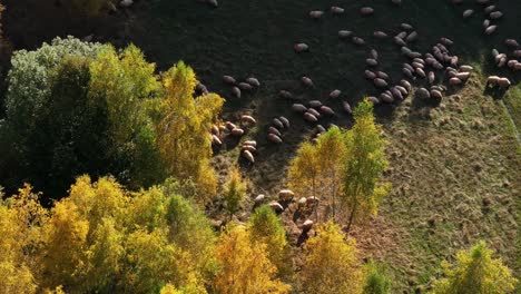 Sheeps-in-the-forrest-on-a-summer-day