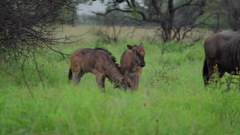 Two Baby Wildebeest in a Grassland
