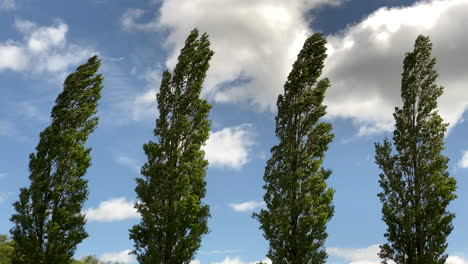 a row of poplar trees bending in the high wind, worcestershire, uk