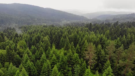 coniferous forest covers bieszczady mountain range, polish woodland aerial view