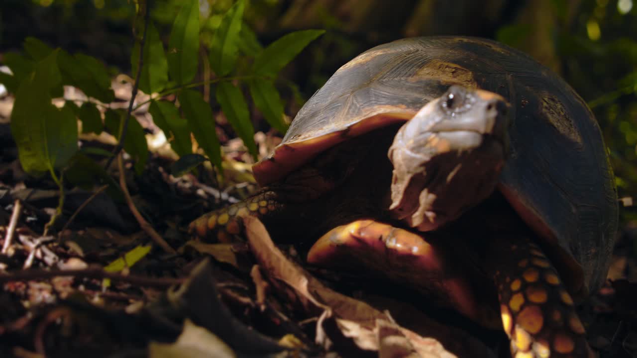 tortuga de patas amarillas camina de cabeza hacia la cámara y se aleja, balanceando la cabeza mientras las moscas la molestan