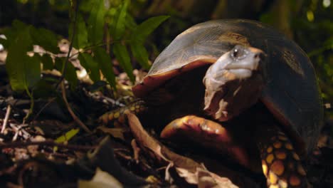 Yellow-footed-tortoise-walks-head-on-towards-the-camera-and-away,-swaying-its-head-as-flies-trouble-it