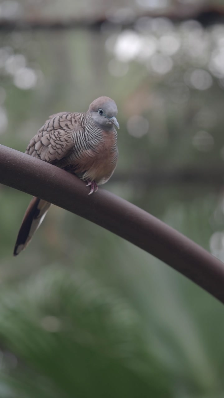 Close-up of a Dove Perched on a Metal Bar