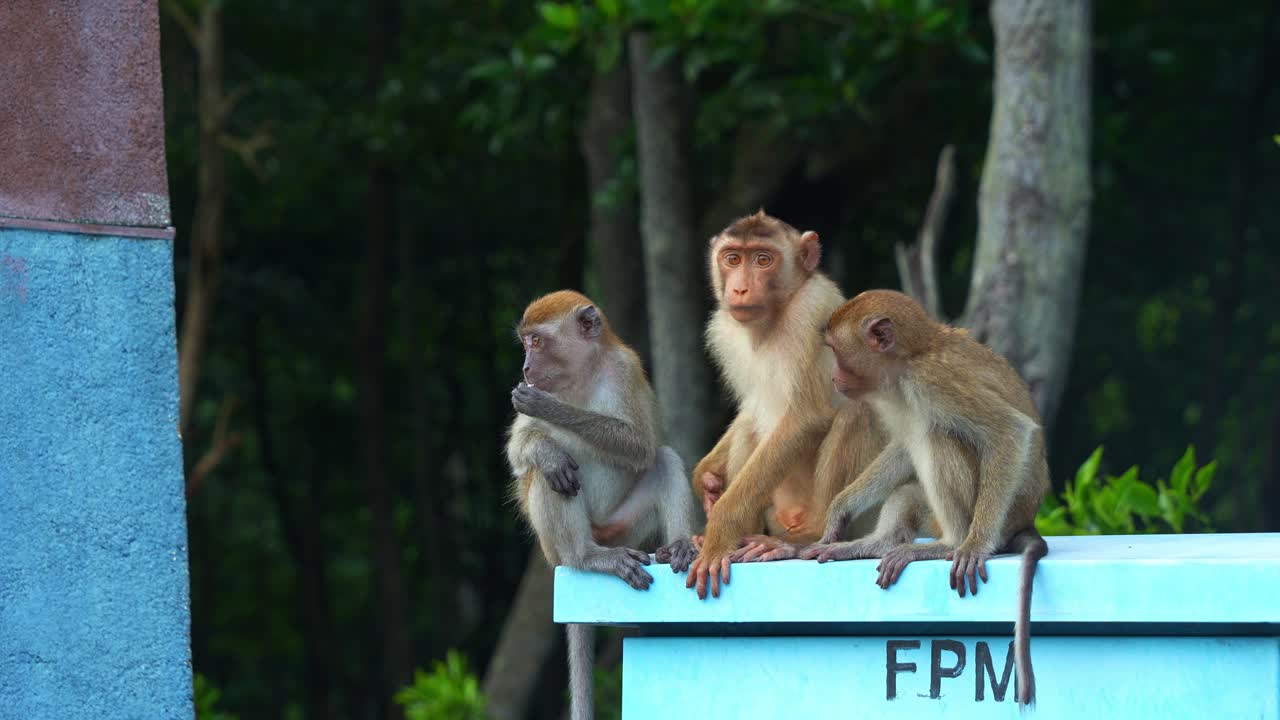 A group of pig-tailed macaques (macaca nemestrina) and long-tailed macaques (macaca fascicularis) jumped off from the electric box, close up shot of wildlife in urban environment.