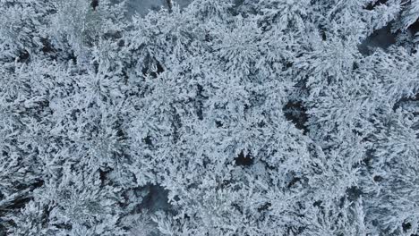 Imágenes-Aéreas-Que-Establecen-Imágenes-De-Pájaros-De-árboles-Cubiertos-De-Nieve,-Bosque-De-Pinos-Nórdicos,-Día-De-Invierno-Nublado-Y-Tranquilo,-Amplia-Toma-Ascendente-De-Drones