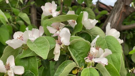 昆士蘭的花朵近距離,昆士蘭在開花期間,開花