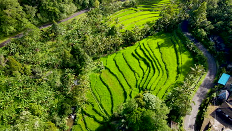 Día-Soleado-En-Los-Campos-De-Arroz-De-Tegallalang-Con-La-Carretera-Rural-Cerca-Del-Pueblo-En-Ubud,-Bali,-Indonesia