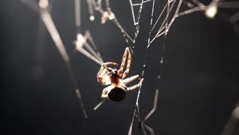 araña en una web