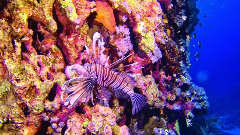 close-up of the lionfish at its natural environment at coral reef