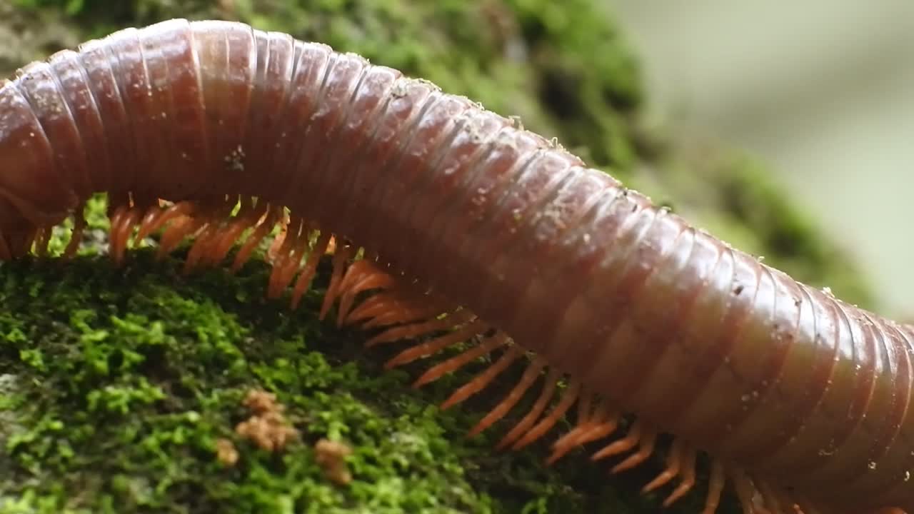 замедленное видео