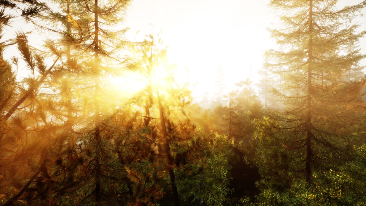 안개 낀 숲의 일출