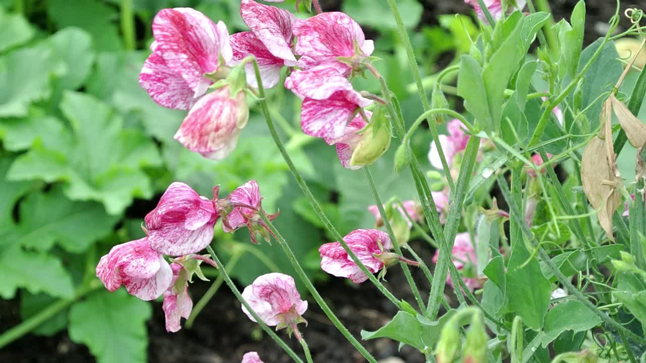 영어 정원에 있는 lathyrus odoratus 미국 달콤한 완두콩