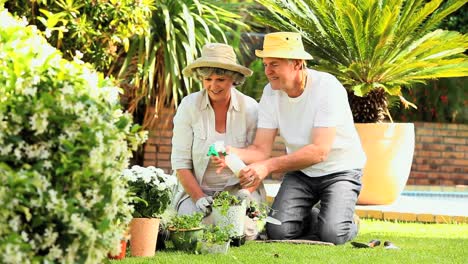 Mature-couple-spraying-potted-plants-in-the-garden