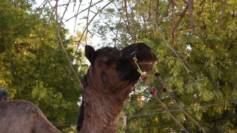 camello solo atado a un árbol por una cuerda en un lugar turístico