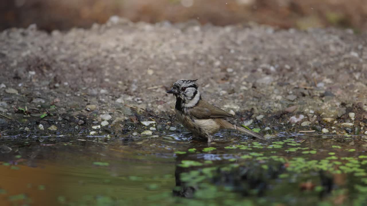 маленькая птица купается в луже.