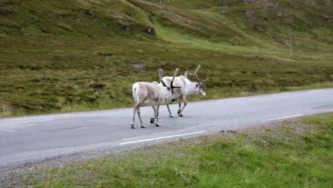 renos en el norte de noruega, nordkapp