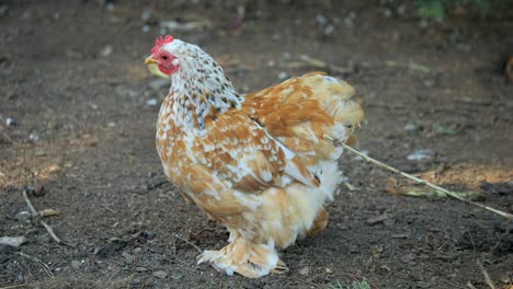 Pollo-Doméstico-Bantam-Marrón-Y-Blanco-Con-Pies-Emplumados,-Cámara-Lenta