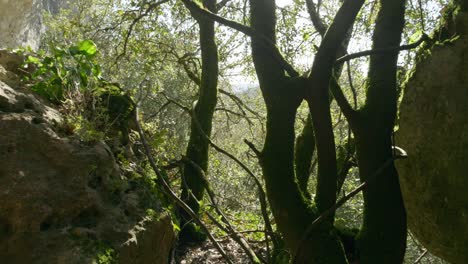 travelling in a beautiful forest in the dordogne, campagne site, through rocks