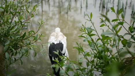 Ein-Storch-In-Einem-Fluss,-Der-Auf-Der-Jagd-Im-Wasser-Läuft