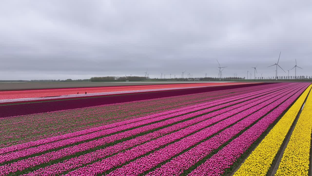 네덜란드 의 립  의 공중 사진 - 드론 촬영