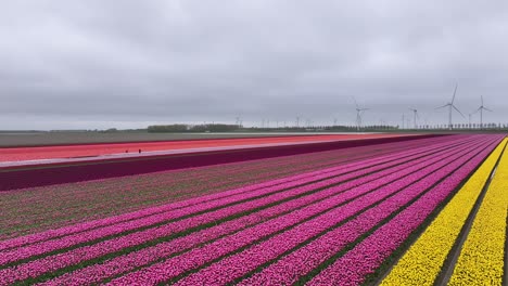 Luftaufnahme-Eines-Tulpenfeldes-In-Den-Niederlanden---Drohnenaufnahme