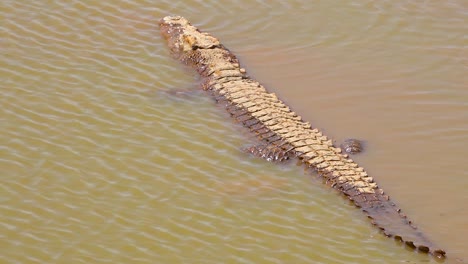 Un-Cocodrilo-Se-Sienta-Tranquilamente-En-Un-Estanque-Fangoso-En-Namibia-África