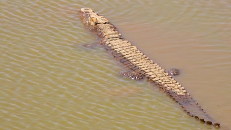 un cocodrilo se sienta tranquilamente en un estanque fangoso en namibia áfrica