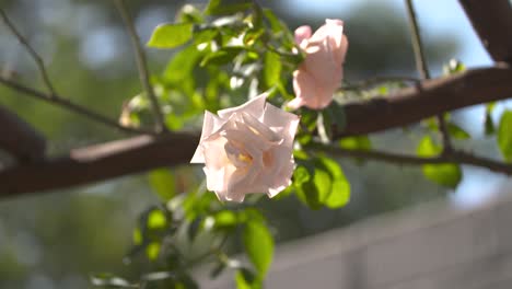 Südafrika,-Weiße-Tulpe-In-Der-Sommermorgensonne