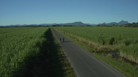 aerial shot of cane fields with two cyclists riding on a straight road