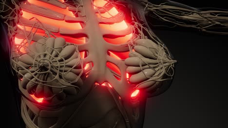 examen radiológico de los pulmones humanos
