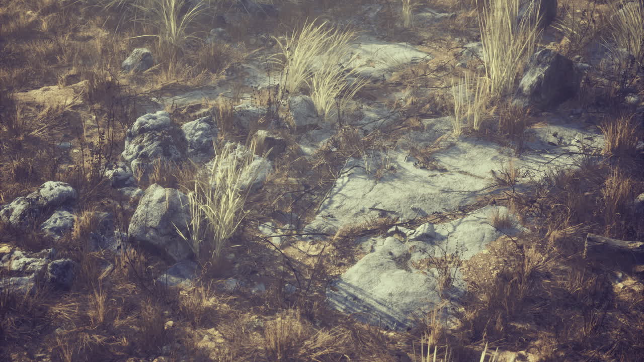 Rocky desert terrain with sparse vegetation under bright sunlight
