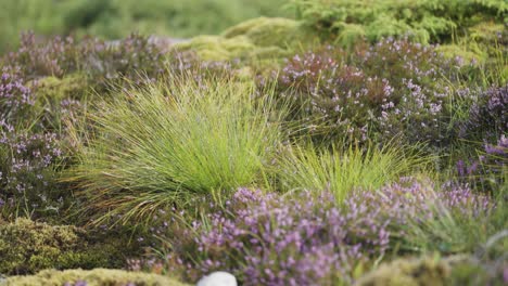 a close-up shot of the delicate mauve heather and fluffy grasses in the nordic landscape