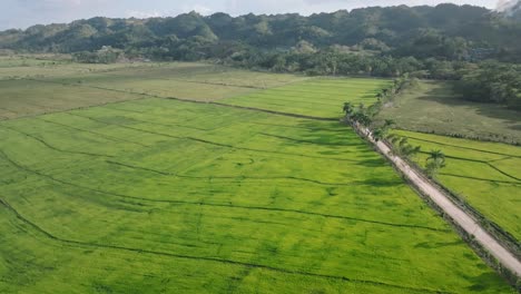 green rice fields at sabana de la mar in dominican republic