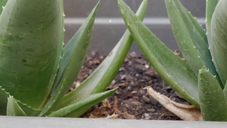 panning view of aloe in a grey rectangular pot.. close-up. slow motion