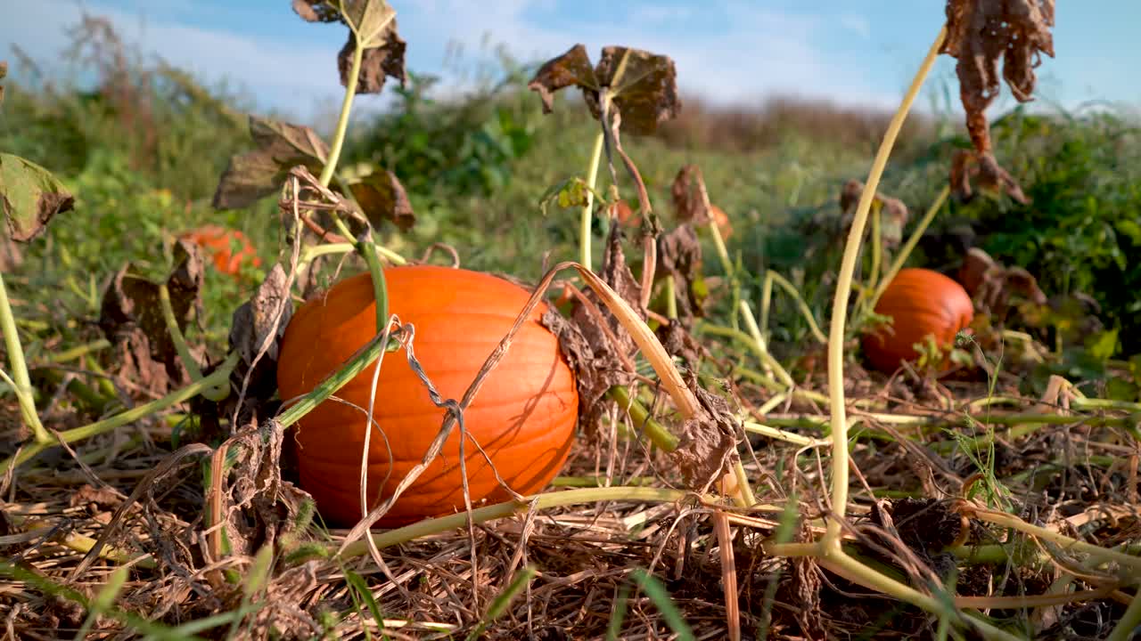 호박 에 있는 호박