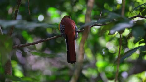 Orange-breasted-Trogon,-Harpactes-oreskios,-4K-Footage