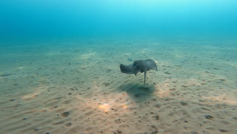 rayas nadando en el agua sucia en la playa de mil palmeras en españa en cámara lenta
