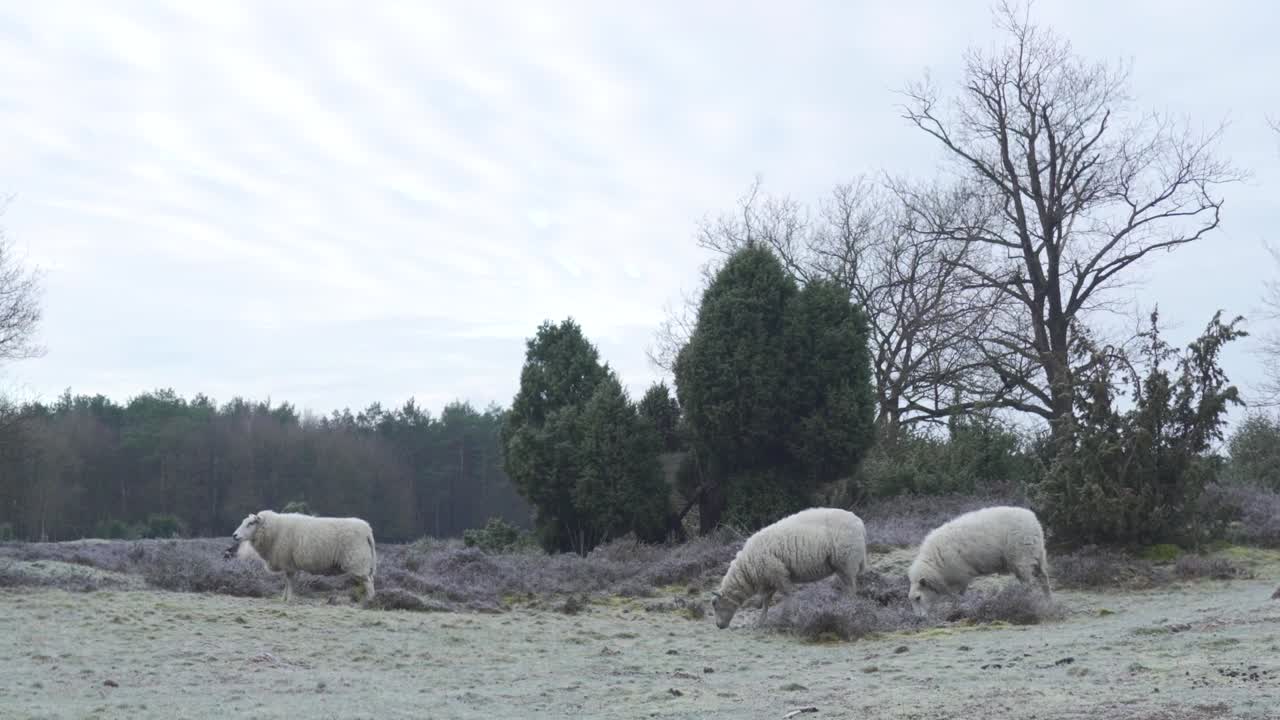 얼어붙은 겨울 풍경 에서 양 들 이 먹이를 먹고 있다