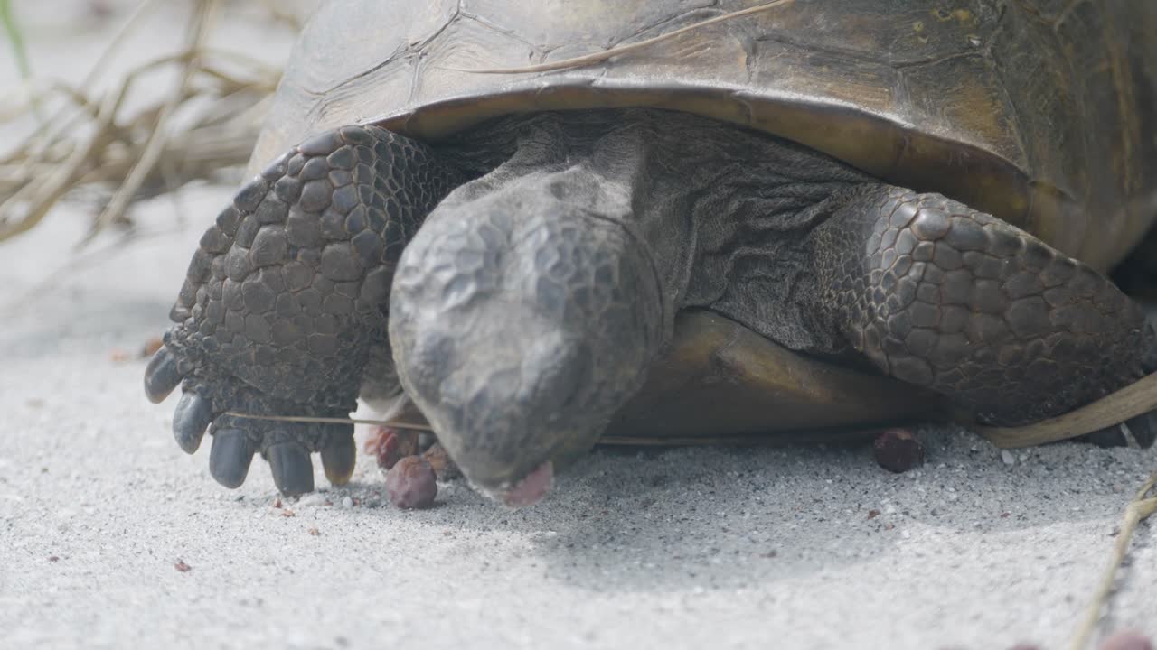 Close-up of a gopher tortoise eating sea grapes on sandy ground in Florida daylight