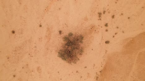 Ascending-Bird's-Eye-View-Over-The-Top-Of-A-Barren-Tree-in-The-Middle-Of-Hai-Bar-National-Reserve