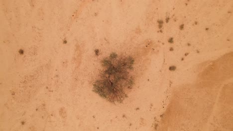 vista de pájaro ascendente sobre la parte superior de un árbol estéril en medio de la reserva nacional de hai bar